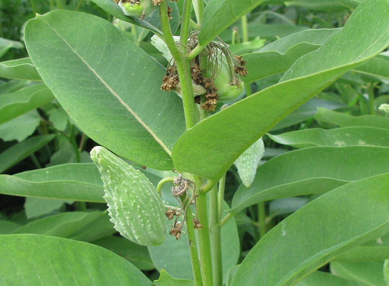 Изображение особи Asclepias syriaca.