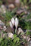 Colchicum kesselringii. Расцветающие растения. Южный Казахстан, левобережье Сыр-Дарьи выше Сюткента. 28.03.2014.