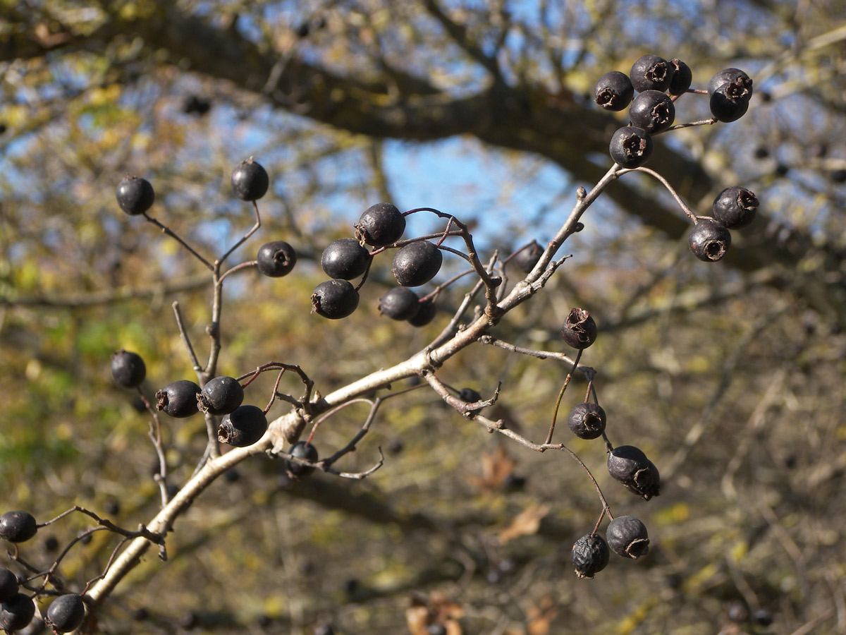Image of Crataegus pentagyna specimen.