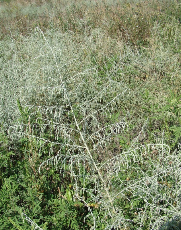 Image of Artemisia santonicum specimen.