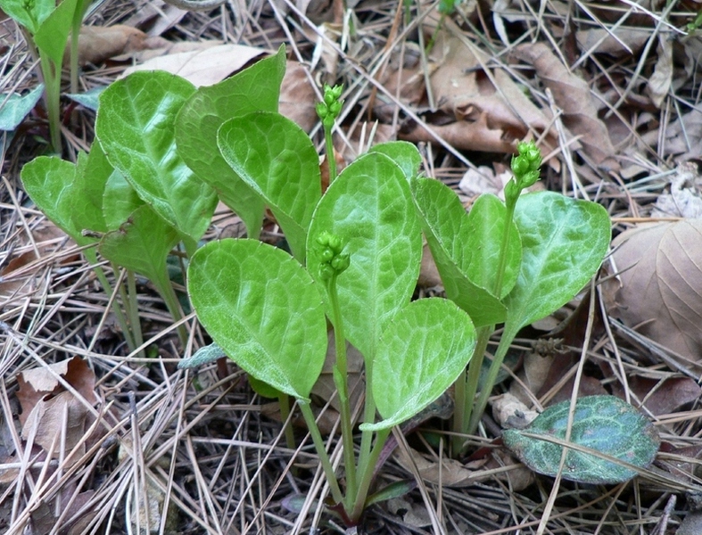 Image of Pyrola japonica specimen.