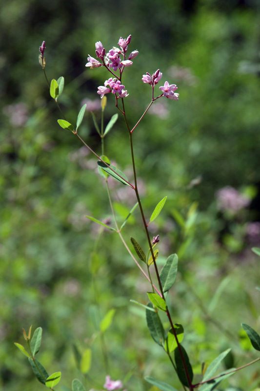 Image of Trachomitum scabrum specimen.