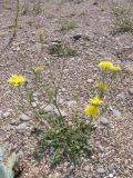 Crepis rhoeadifolia. Цветущее растение. Крым, Сасыкская пересыпь, берег моря. 6 сентября 2009 г.