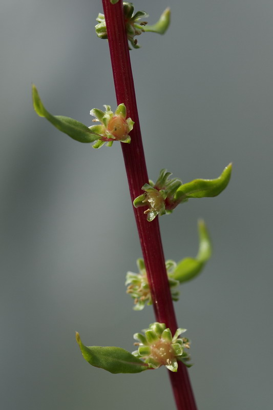 Изображение особи Beta vulgaris.