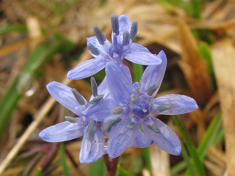 Image of Scilla kladnii specimen.