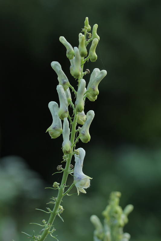 Изображение особи род Aconitum.