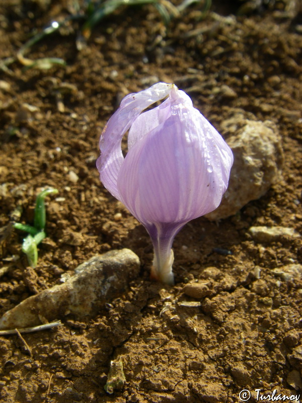 Изображение особи Crocus pallasii.