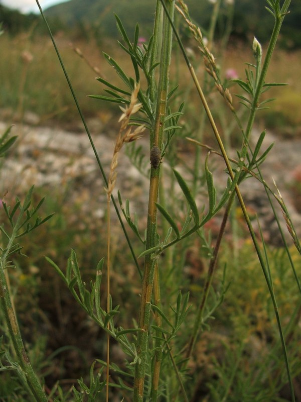 Image of Centaurea sterilis specimen.