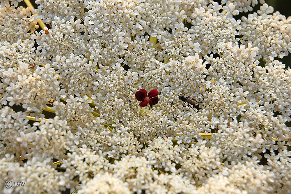 Изображение особи Daucus carota.