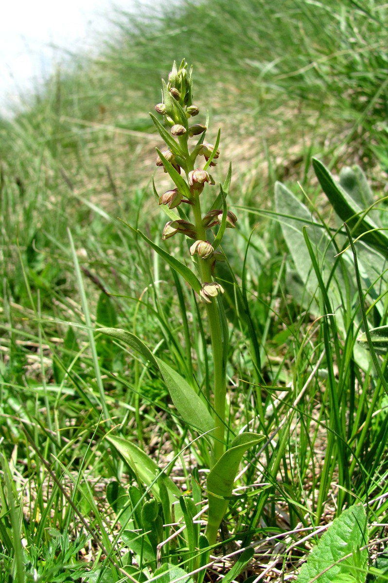 Изображение особи Dactylorhiza viridis.