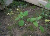 Impatiens parviflora