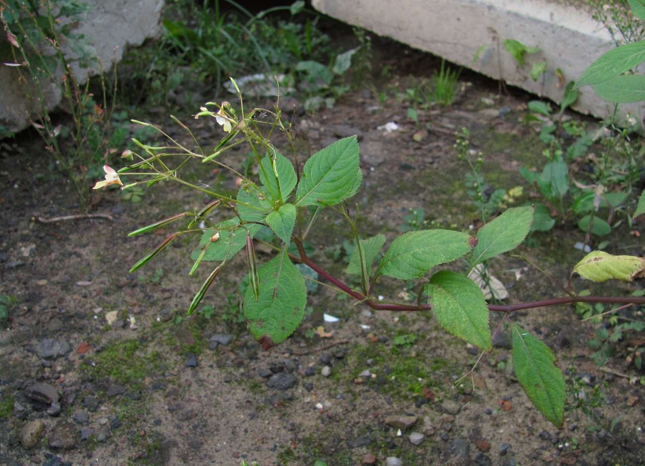 Image of Impatiens parviflora specimen.