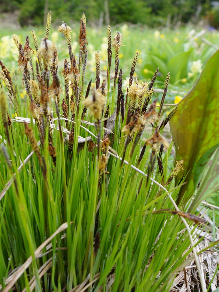 Изображение особи Carex cespitosa.