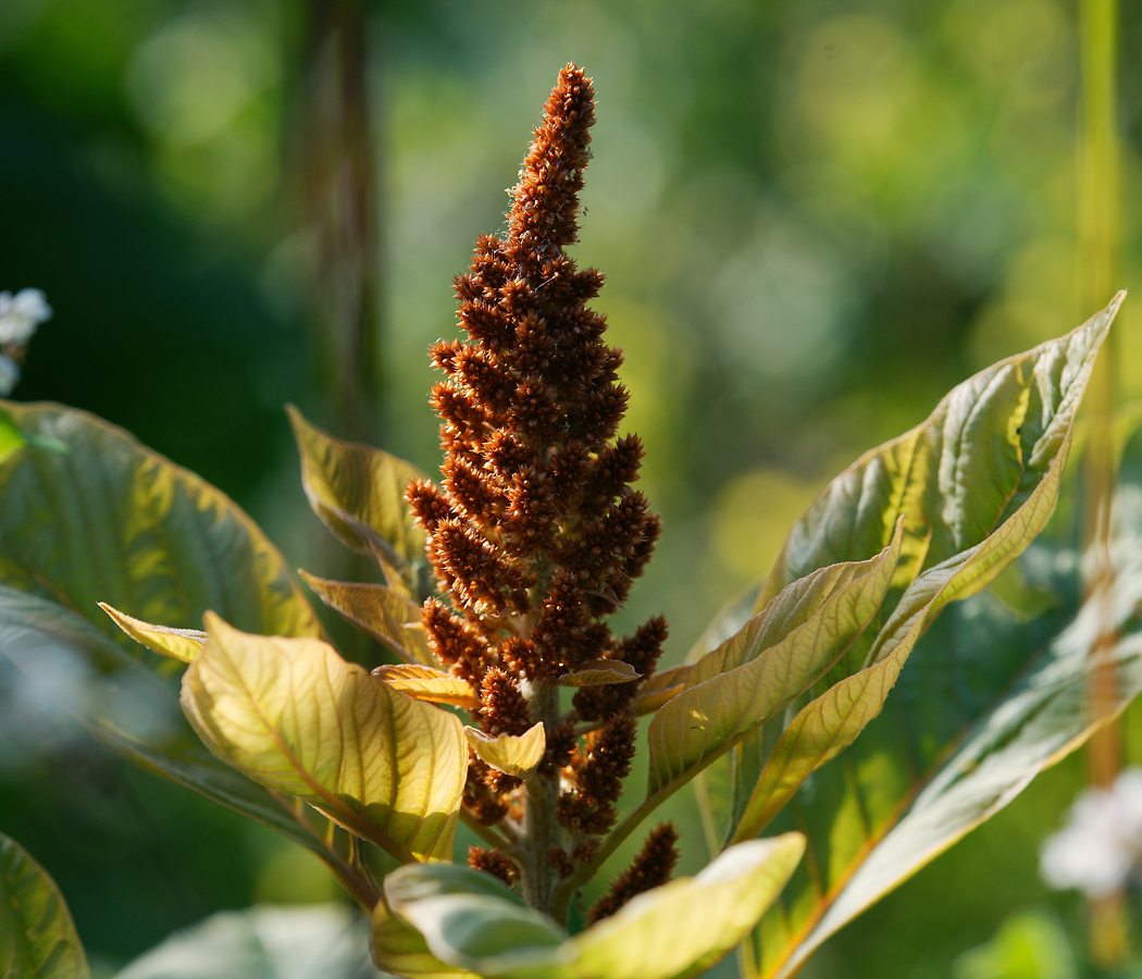 Image of Amaranthus cruentus specimen.