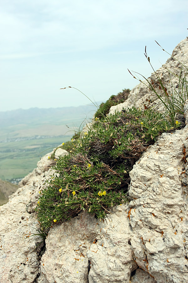 Image of Helianthemum songaricum specimen.