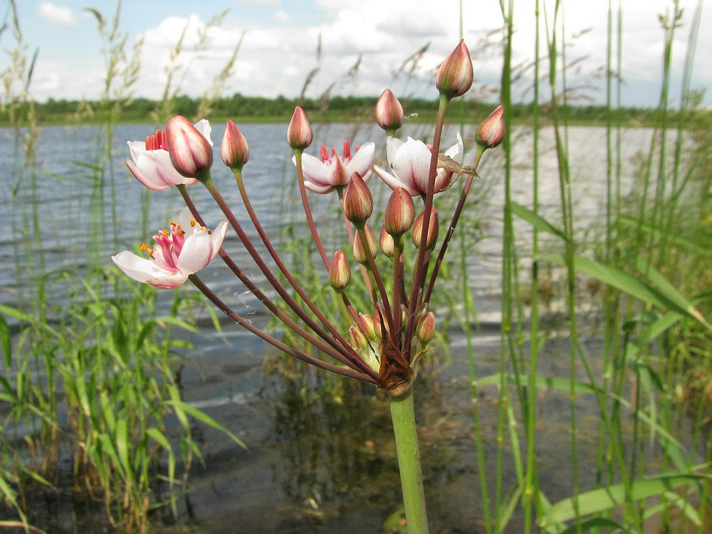 Изображение особи Butomus umbellatus.