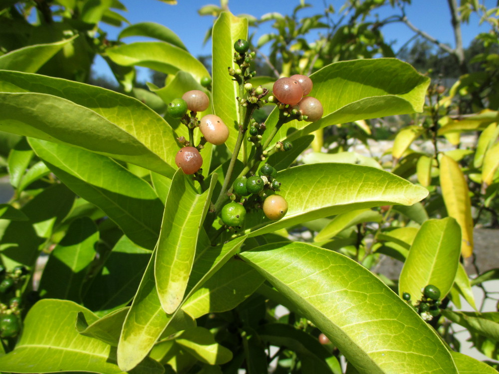 Изображение особи Glycosmis trifoliata.