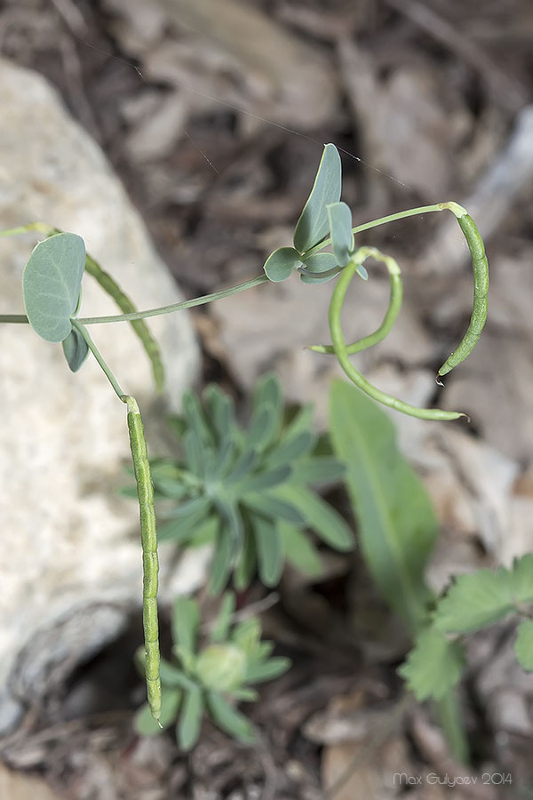 Image of Coronilla scorpioides specimen.