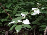 Actinidia kolomikta