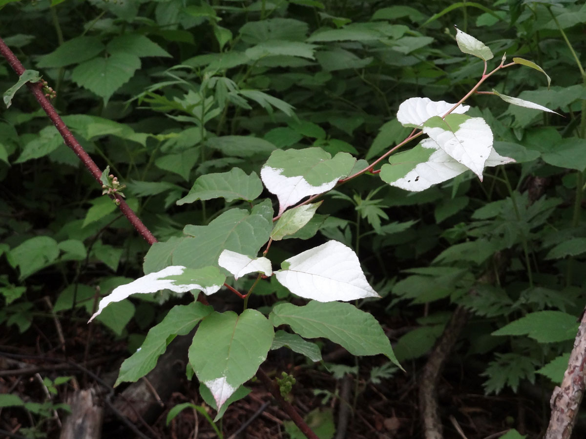 Изображение особи Actinidia kolomikta.