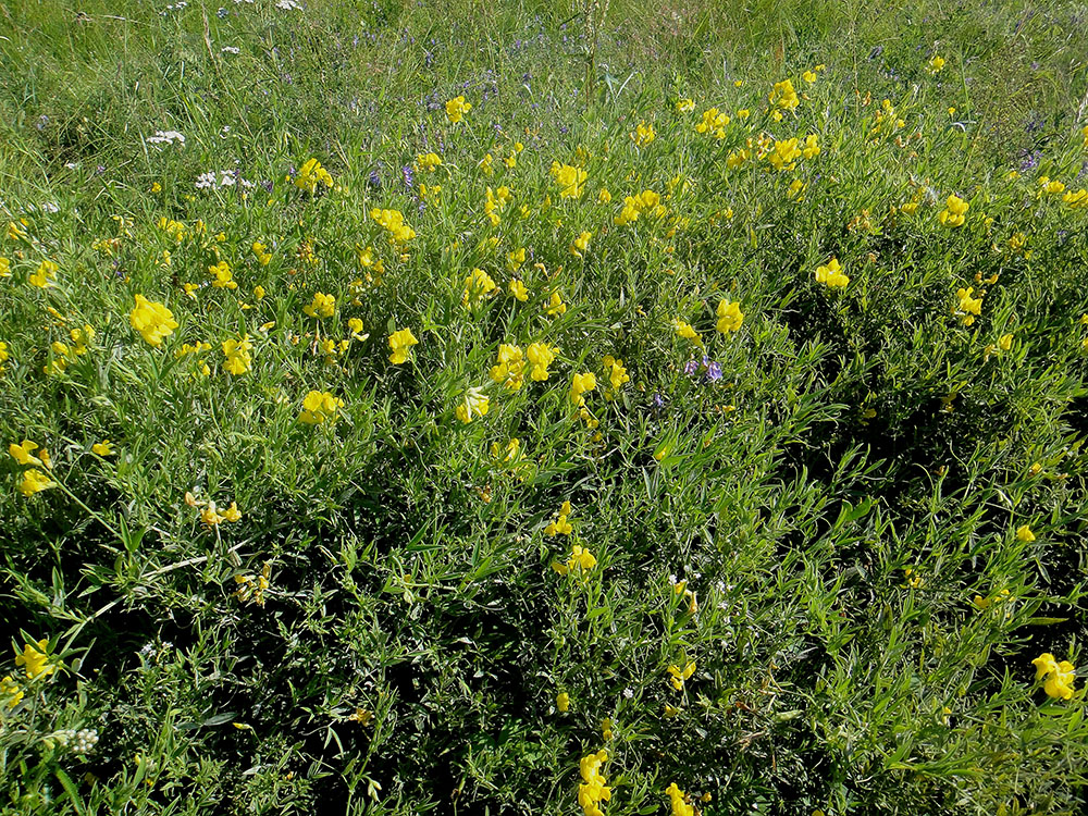 Изображение особи Lathyrus pratensis.