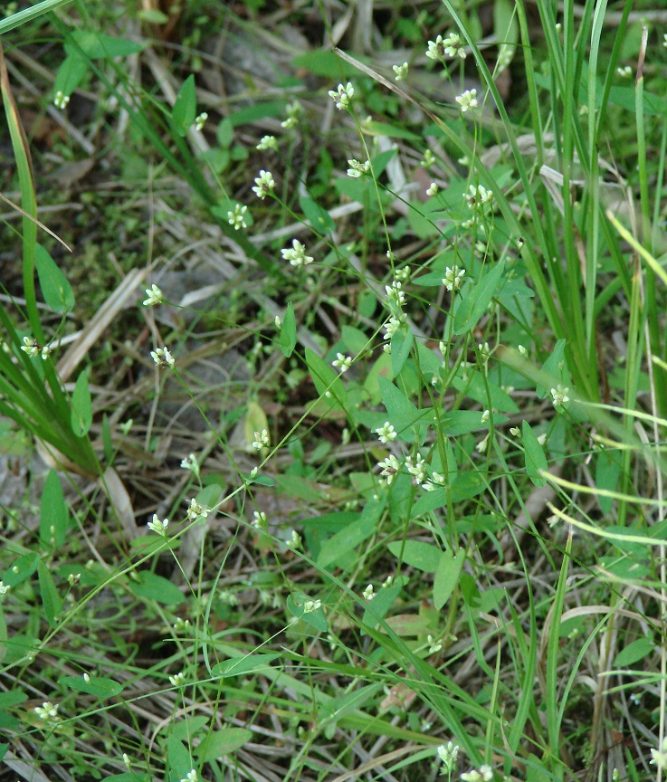 Image of Truellum sieboldii specimen.