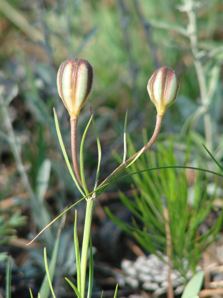 Image of Lilium pumilum specimen.
