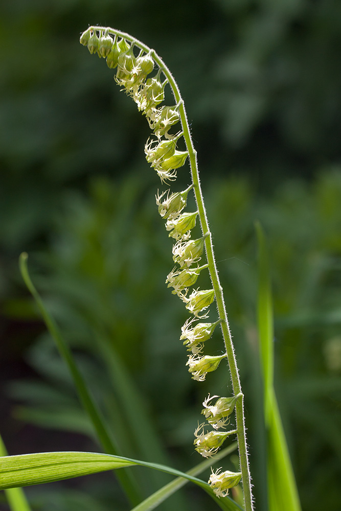 Изображение особи Tellima grandiflora.