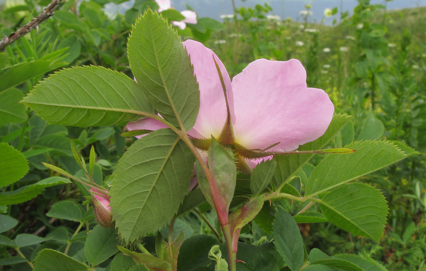 Изображение особи Rosa oxyodon.