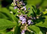 Vitex trifolia