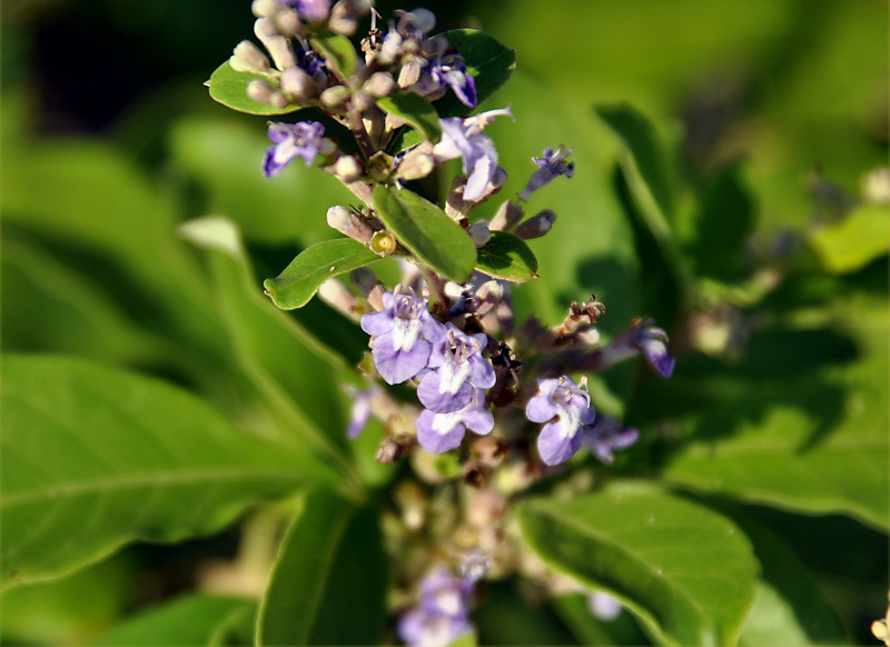 Изображение особи Vitex trifolia.