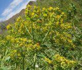 Euphorbia soongarica