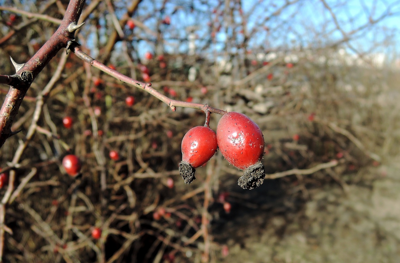 Image of Rosa canina specimen.