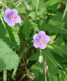 Geranium pseudosibiricum. Цветки с бутонами. Якутия (Саха), г. Якутск, газон. 11.06.2012.