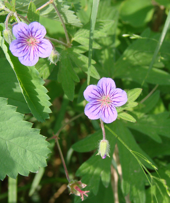 Image of Geranium pseudosibiricum specimen.