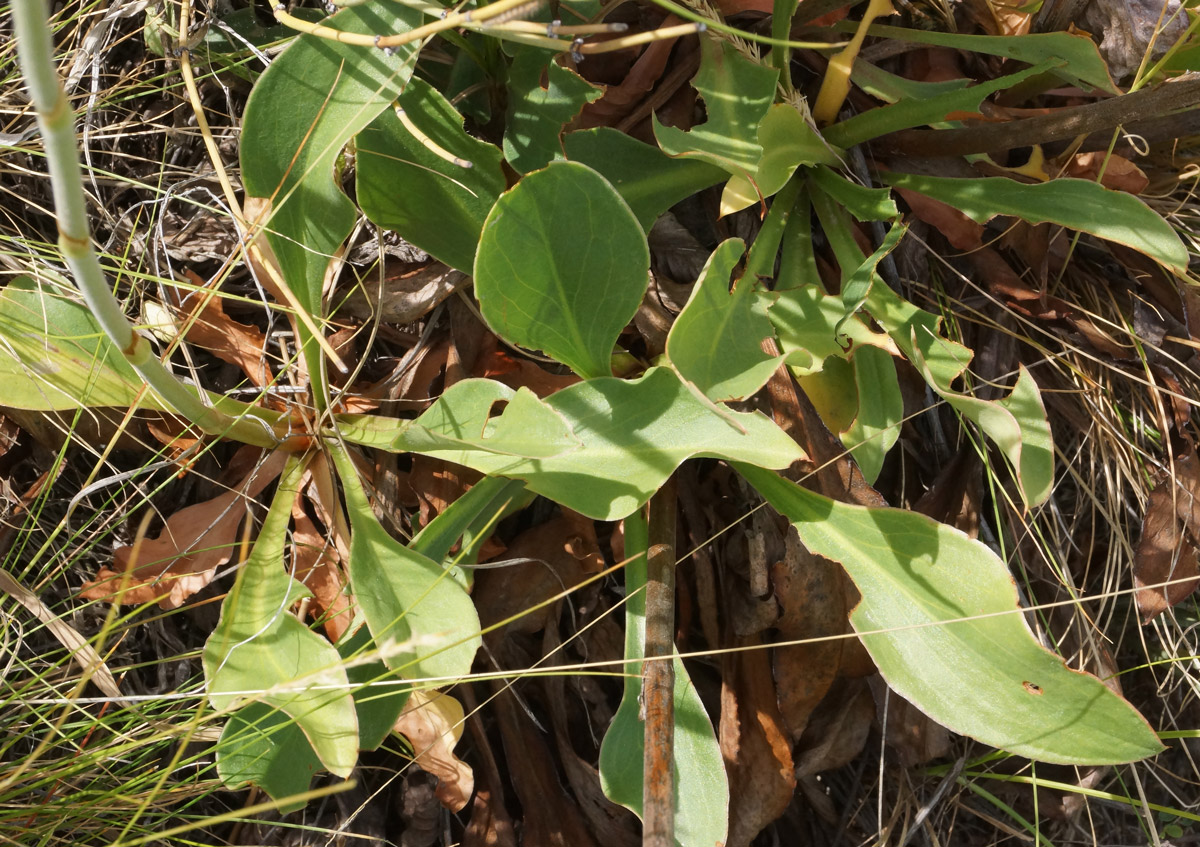 Image of Goniolimon dschungaricum specimen.