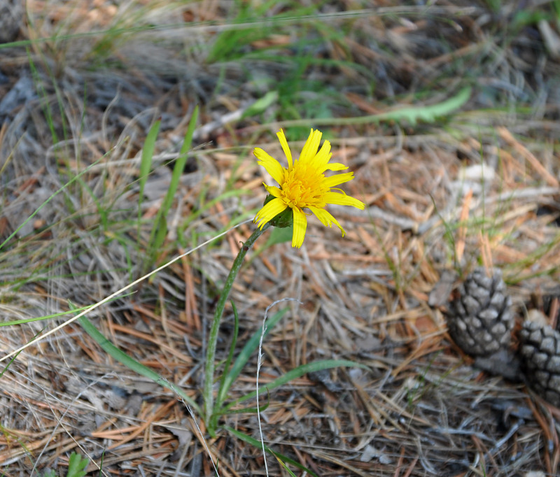 Image of Scorzonera radiata specimen.