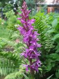 genus Dactylorhiza