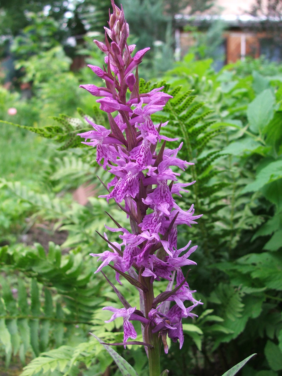 Изображение особи род Dactylorhiza.