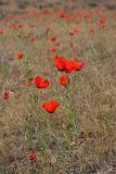 Papaver pavoninum. Цветущие растения. Южный Казахстан, восточная граница пустыни Кызылкум. 30.04.2015.