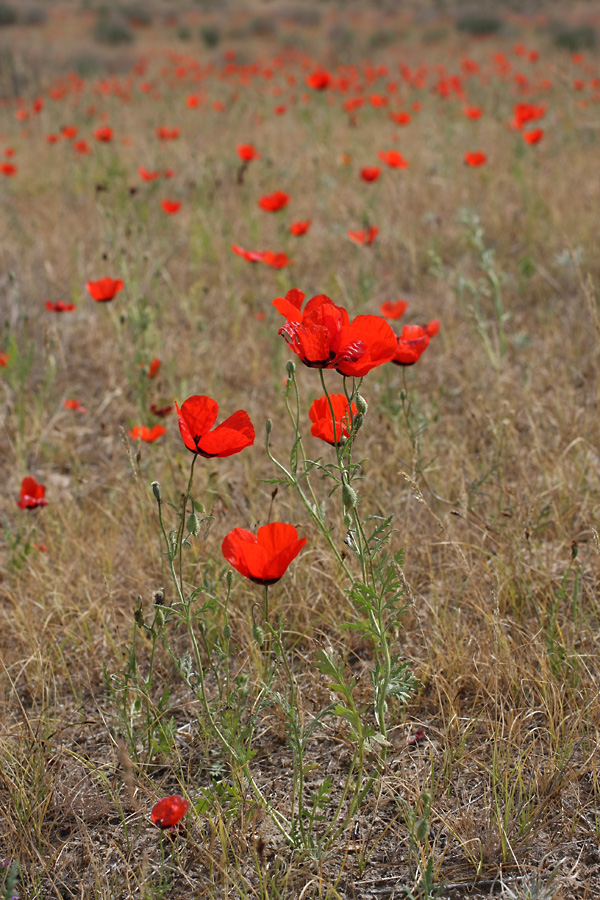 Image of Papaver pavoninum specimen.