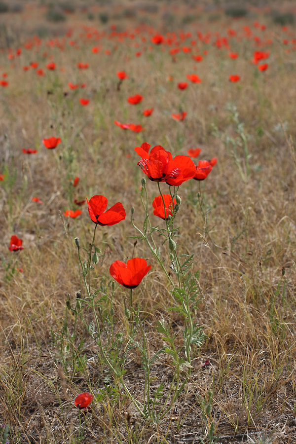 Изображение особи Papaver pavoninum.