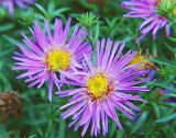 Symphyotrichum &times; versicolor
