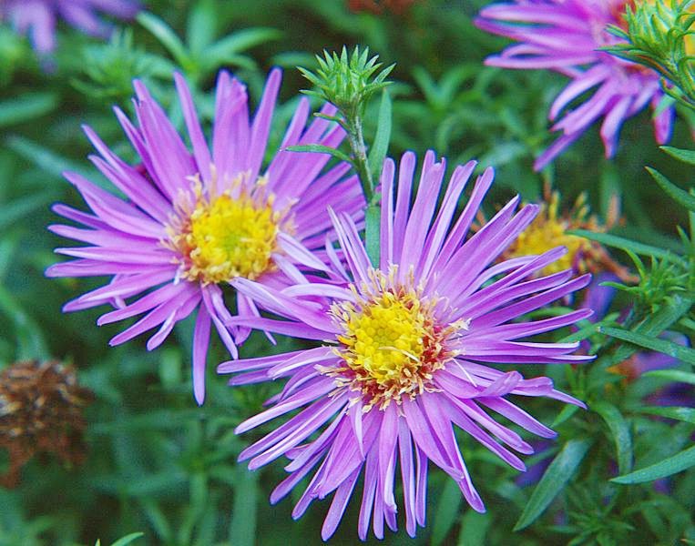 Image of Symphyotrichum &times; versicolor specimen.