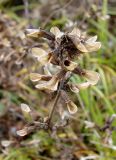 Pedicularis labradorica. Верхушка плодоносящего побега. Якутия (Саха), Ленский р-н, окр. НПС-11 нефтепровода ВСТО. 30.08.2012.