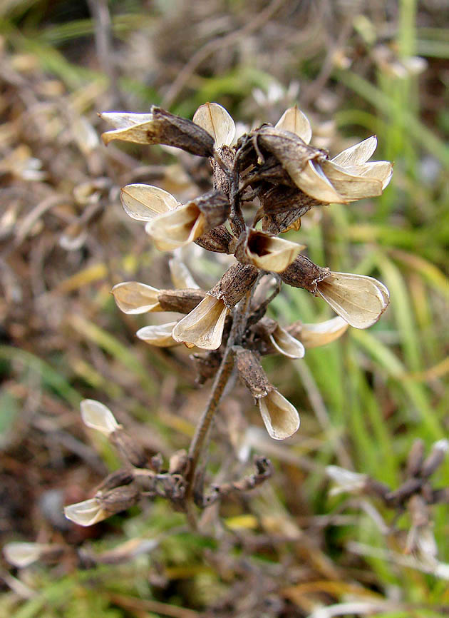 Изображение особи Pedicularis labradorica.