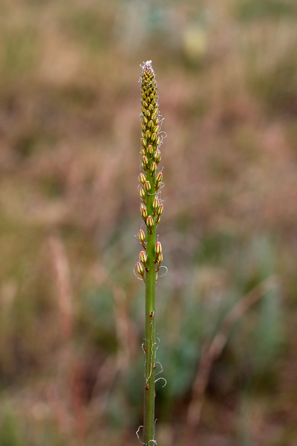 Image of Eremurus tianschanicus specimen.