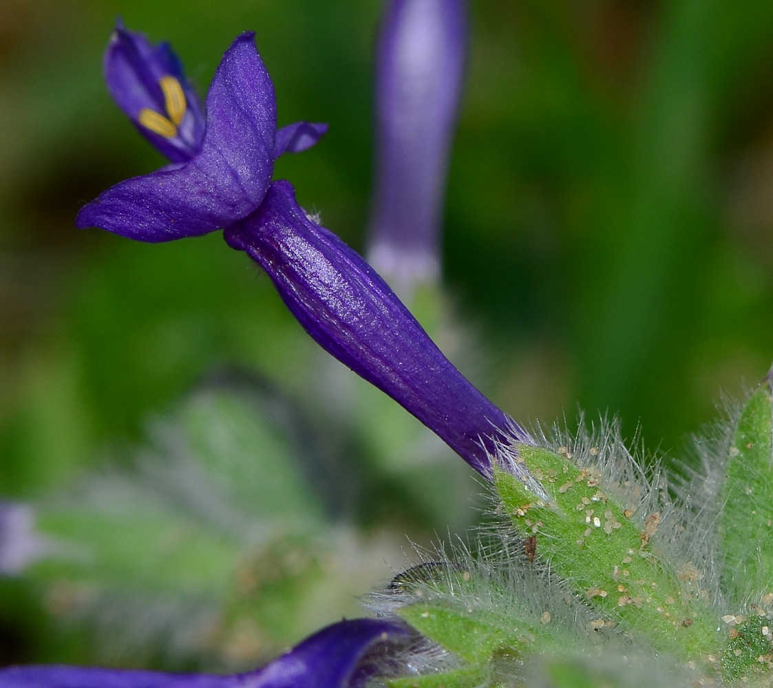 Изображение особи Salvia lanigera.