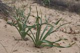 Eremurus inderiensis