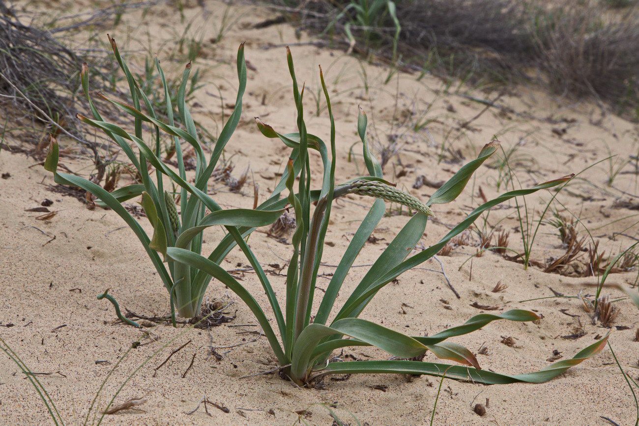 Image of Eremurus inderiensis specimen.